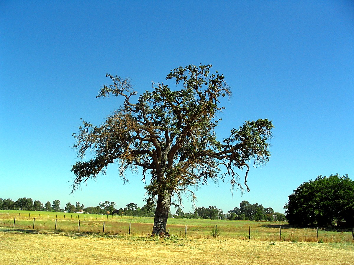 Oak and open acreage near Lake Nacimiento before development